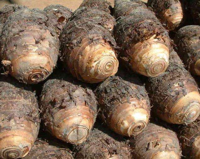 芋頭冷庫(kù)建造，芋頭保鮮庫(kù)的使用