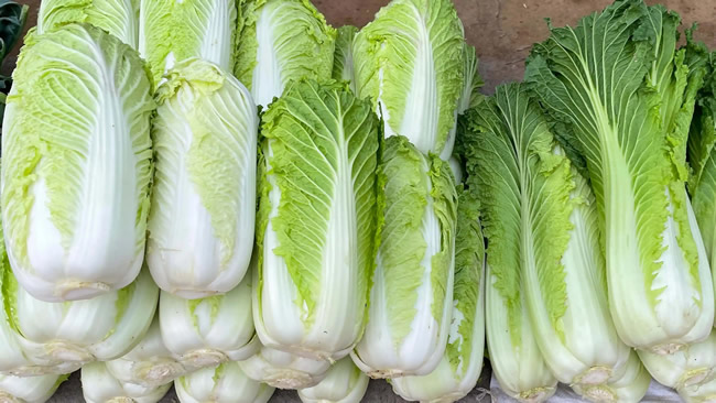 白菜冷庫(kù)能儲(chǔ)存多久？白菜冷庫(kù)保鮮1-4個(gè)月技術(shù)